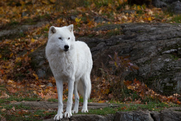 Naklejka na ściany i meble A lone Arctic Wolf