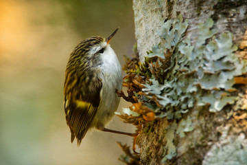 Acanthisitta chloris - Rifleman - titipounamu - endemic bird from New Zealand, small insectivorous passerine bird that is endemic to New Zealand, belongs to the family Acanthisittidae