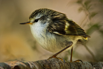Acanthisitta chloris - Rifleman - titipounamu - endemic bird from New Zealand, small insectivorous passerine bird that is endemic to New Zealand, belongs to the family Acanthisittidae