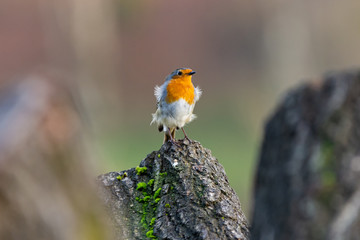 bird on a branch