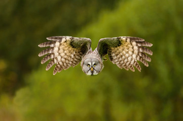 Strix nebulosa, Great grey owl The bird is flying in nice natural environment of Finland. Wildlife scene from Europe...