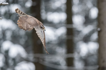 The Northern Goshawk or Accipiter gentilis is flying in the snowy winter forest.