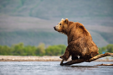 The Kamchatka brown bear, Ursus arctos beringianus catches salmons at Kuril Lake in Kamchatka, running in the water, action picture