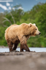 Fototapeta na wymiar The Kamchatka brown bear, Ursus arctos beringianus catches salmons at Kuril Lake in Kamchatka, running in the water, action picture