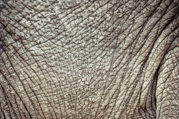 Naklejka premium Elephant skin close-up