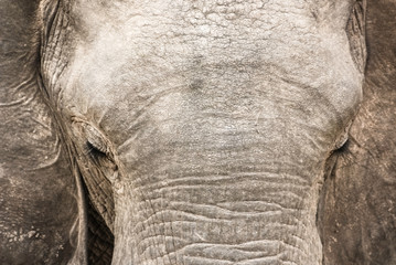 African Elephant head close-up	
