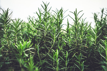 Obraz premium Rosemary