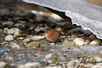 The Eurasian wren, Troglodytes troglodytes in winter on the the Drava River