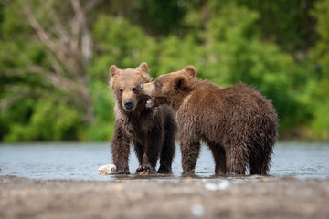 The young Kamchatka brown bear, Ursus arctos beringianus catches salmons at Kuril Lake in Kamchatka, running and playing in the water, action picture