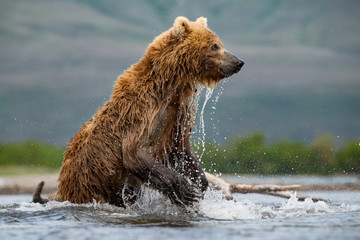 The Kamchatka brown bear, Ursus arctos beringianus catches salmons at Kuril Lake in Kamchatka, in the water