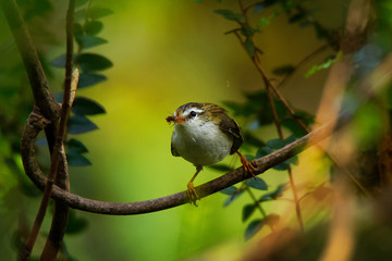Acanthisitta chloris - Rifleman - titipounamu - endemic bird from New Zealand, small insectivorous...