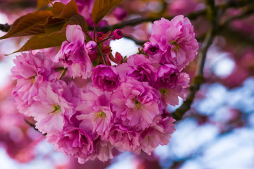 Blossoms