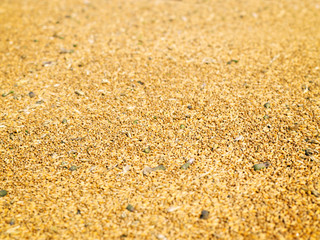 Full frame wheat crops