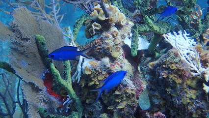 Fototapeta na wymiar coral with fish