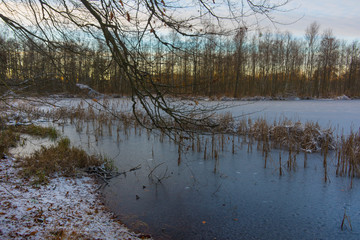 Winter landscape snow covers the lakeside in the forest nature cold fluff water calamus reed pond