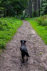 dog in the park