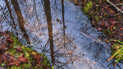 Reflection of the sky in the forest steam Texture of cold water and wilted grass. Abstract background.