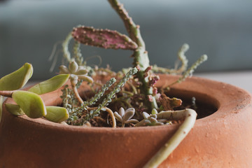young plant in a pot