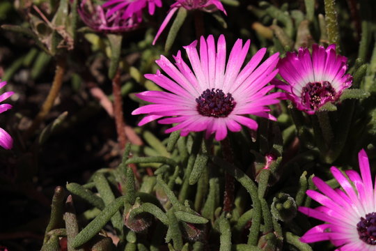 "Ice Plant" flower (or Mittagsblume) in St. Gallen, Switzerland. Its Latin name is Dorotheanthus Apetalus (Syn Dorotheanthus Gramineus), native to South Africa.