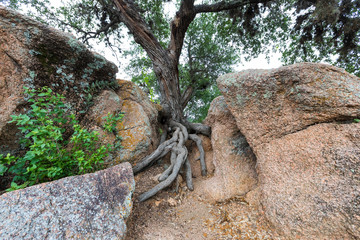 Tree growing in dry rocks in the desert land of Texas Hill Country, with interesting root pattern