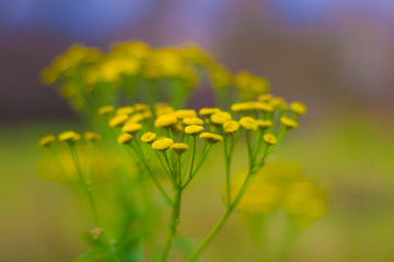 Yellow flowers plant macro closeup bokeh low depth of field