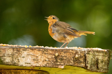 robin on branch