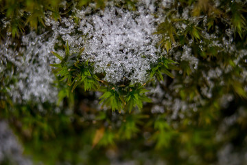 Obraz na płótnie Canvas Moss in the snow macrophoto
