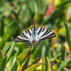 Butterfly taking a sun break on grass