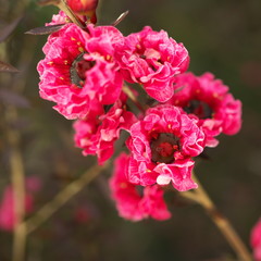 Tokyo,Japan-January 10, 2020: Closeup of Manuka myrtle or Leptospermum scoparium or New Zealand tea tree