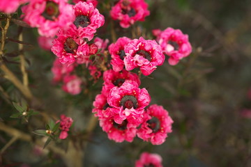Tokyo,Japan-January 10, 2020: Closeup of Manuka myrtle or Leptospermum scoparium or New Zealand tea tree