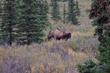 Denali Moose in the fall