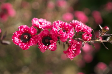 Tokyo,Japan-January 10, 2020: Closeup of Manuka myrtle or Leptospermum scoparium or New Zealand tea tree
