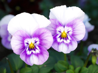 Tokyo,Japan-January 10, 2020: Closeup of Twin pansies in a garden