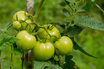 Plantio de tomate em pequena propriedade rural de Guarani, Minas Gerais