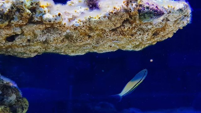 4k video of Red Sea Mimic Blenny fish in reef aquarium tank