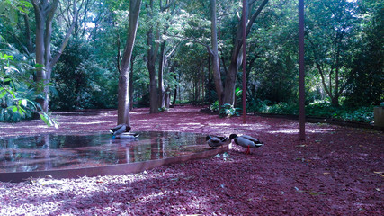 Lago com Patos