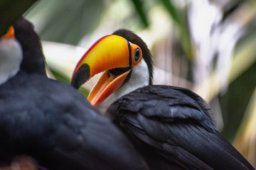 Tucan