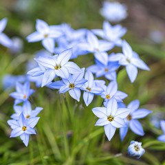 Blue flowers on green background