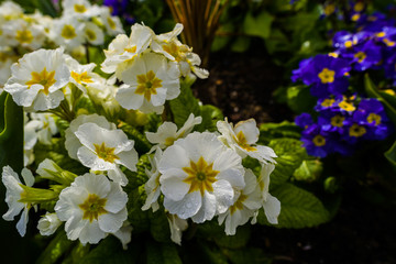 Primulas