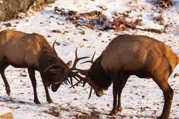 Two elk in a rut