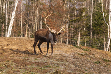 A lone reindeer in the woods