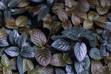 Fototapeta premium Leaves of a tropical plant