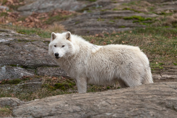 A lone Arctic wolf