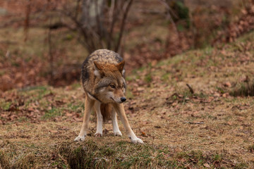 A lone coyote in the woods