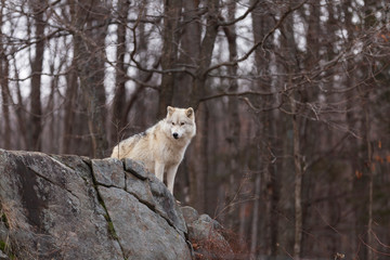 A lone Arctic wolf