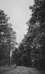 Obraz premium pinos negros 