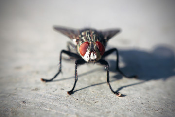 Macro Photography of Housefly is sitting on the floor