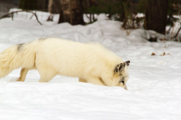 A pretty Arctic Fox