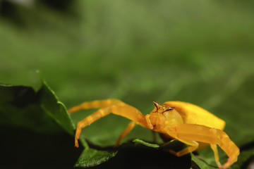 Golden crab spider is a predator in nature