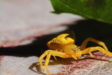 Golden crab spider is a predator in nature